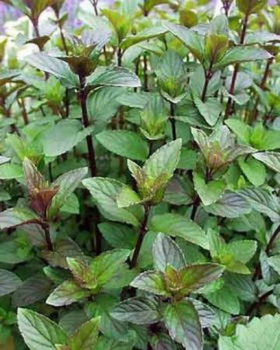 Chocolate Mint – Grow Indoors or Out – Live Plant – 3″ Pot
