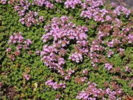 Red Creeping Thyme- Thyme Coccineus- One Plant Per 3.5″ Pot