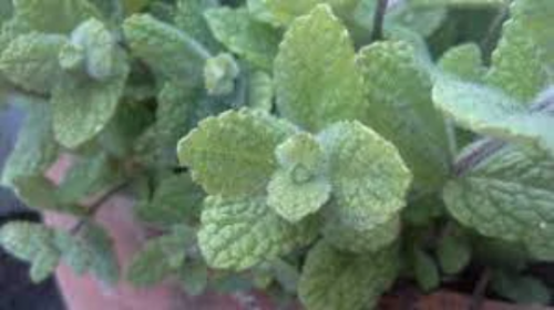 Apple Mint (Fuzzy Mint) Plants in a 4″ Pot–Perfect For Salads and Cocktails–You Choose Amount!
