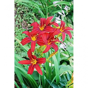 Crimson Red Daylily…..in 3.5 inch pot. One plant per pot, you choose amount!
