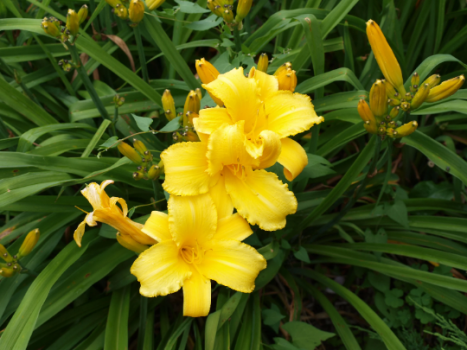 Mary Todd Daylily…..in 3.5 inch pot. One plant per pot, you choose amount!
