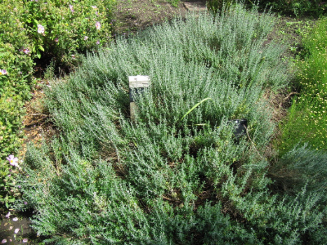 Arp Rosemary Plants in 3.5″ Pots-Aromatic Culinary Herbs-You Choose How Many!!!