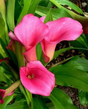 Pink Calla Lily Bulbs