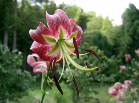 Black Beauty Lilium Bulbs/ Specialty Lily