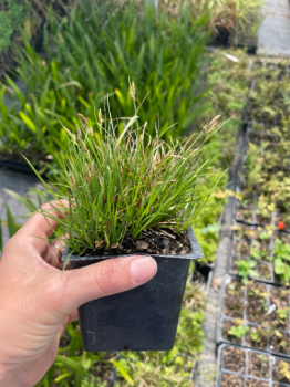 Prairie Dropseed Grass Sporobolus in a 4″ pot