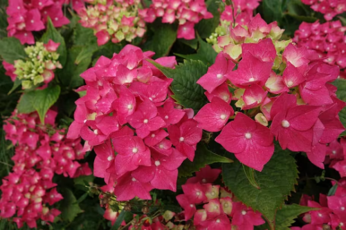 Hydrangea ‘Masja’ Red Blooming Mophead Hydrangea in a 3.5″ Pot–Stunning Blooms!!