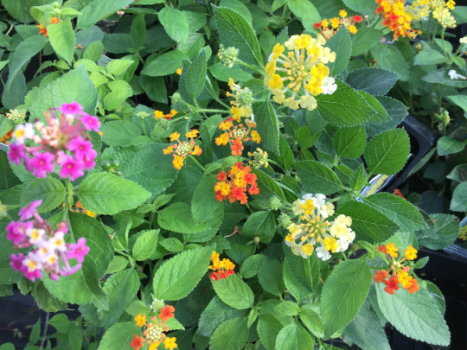 Lantana Camara Flowers – Two Mixed (2) Live Plants – Plants, not Seeds – Attracts Hummingbirds