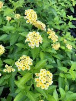 Lemondrop Lantana Camara Flowers -Natural Mosquito Repellant Garden -Attract Hummingbirds & Butterfl