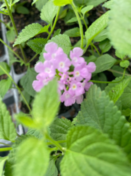 Trailing Lavender Lantana Camara Flowers-Natural Mosquito Repellant Garden-Attract Hummingbirds & Bu