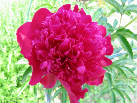 Karl Rosenfield Potted Peony, 2-3 Eye, Trade Gallon Container, (0.667 gallons of dirt)