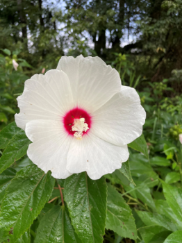 Native Tennessee Swamp Mallow Hibiscus Seeds–Free Shipping!! You choose amount!