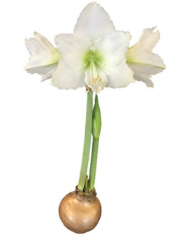 Gold Waxed Denver White Amaryllis Bulb Size 28/30