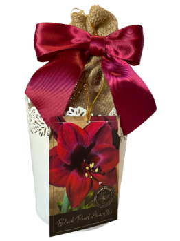 Elegant Black Pearl Amaryllis Growing Kit! Attractive White Tin Pot, Big Black Pearl Bulb, a Burlap