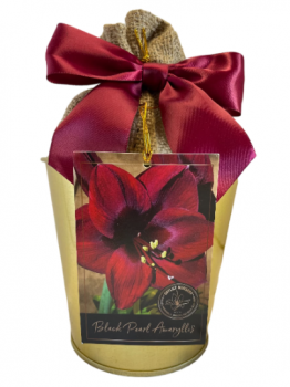 Amaryllis Holiday Gift Growing Kit, Includes an Attractive Gold Tin Pot, Black Pearl Bulb, and Profe