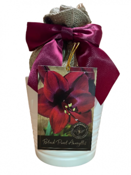 Amaryllis Growing Kit, Includes an Attractive White Ceramic Pot, Big Black Pearl Bulb, and Professio