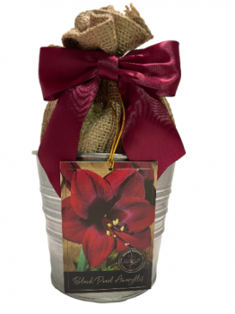 Amaryllis Holiday Gift Growing Kit, Includes an Rustic Tin Pot, Black Pearl Bulb, and Professional G