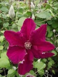 Clematis ‘Earnest Markham’ in a 4″ pot– You Choose Amount!!!