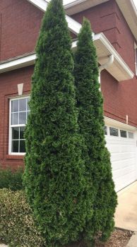 Emerald Green Arborvitae in 2.5 inch Containers, 6-14 inches Tall