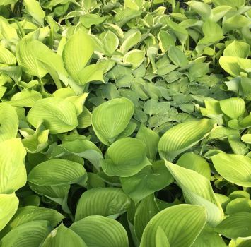 Hosta Mixed 6-pack -Perennial Bare Roots, you chose amount!