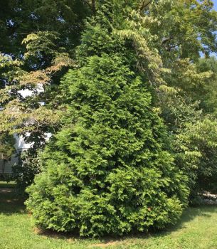 Green Giant Arborvitae, 2.5 inch Containers 6-14 inches Tall