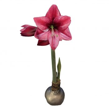 Silver Waxed Revelation Amaryllis Bulb size 28/30