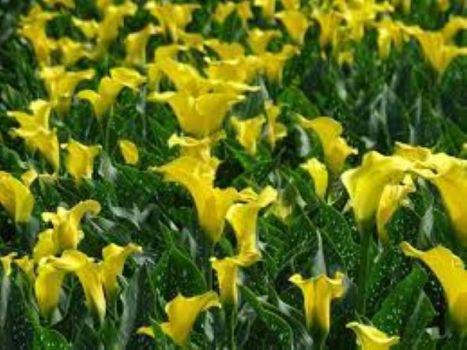 Yellow Calla Lily Bulb, You Choose How Many!!!