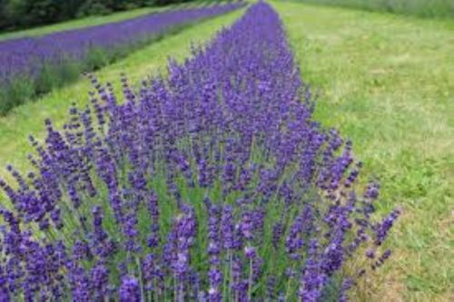 Provence Lavender in 4 Inch Pots