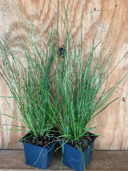 3 Little Bunny Grass In 3.5 inch containers, 3 pots of plants, one plant per pot