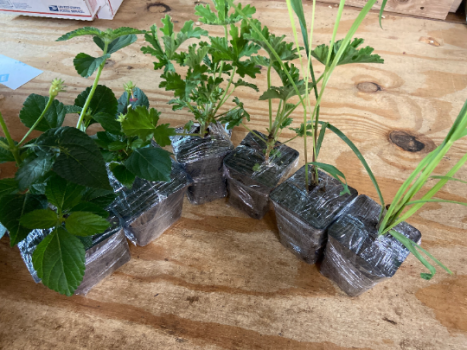 Mosquito Trio – 6 Mosquito Repellent Plants – THREE Varieties: 2 Citronella Plants, 2 Lemongrass