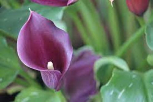 Purple Calla Lilly Bulbs