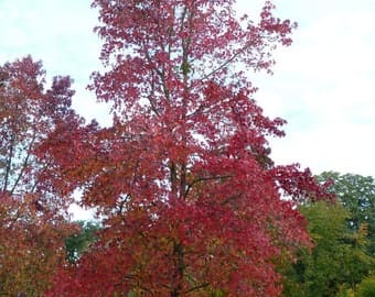 Daylilynursery: 2 River Birch Trees Bareroot 24-36″ Beautiful Fast 