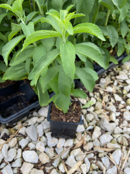 Stevia Plants, in 4 inch Pots– Heat and Cold sensitive. Be mindful of your temps when ordering.