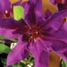 Clematis ‘The President’ in a 4″ pot– You Choose Amount!!!