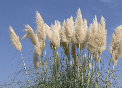 White Pampas Grass in 4 Inch Standard Nursery pot—Cortaderia. You choose amount!