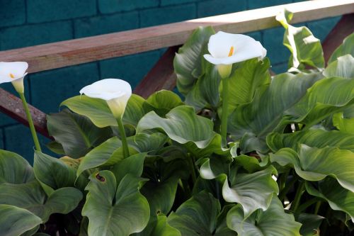 3 Calla Aethiopica / Giant White Calla Lily Bulbs! Elegant Blooming Lilies!!!