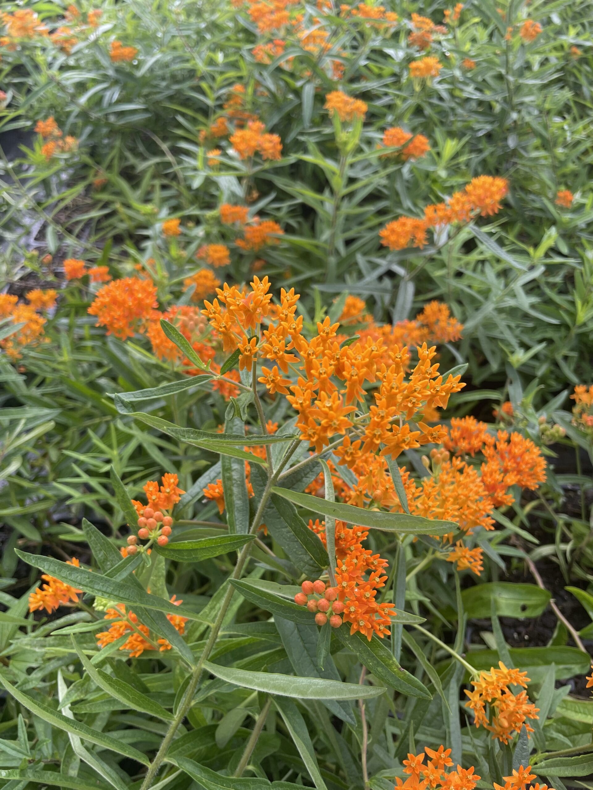 daylilynursery: Asclepias tuberosa Plant Facts