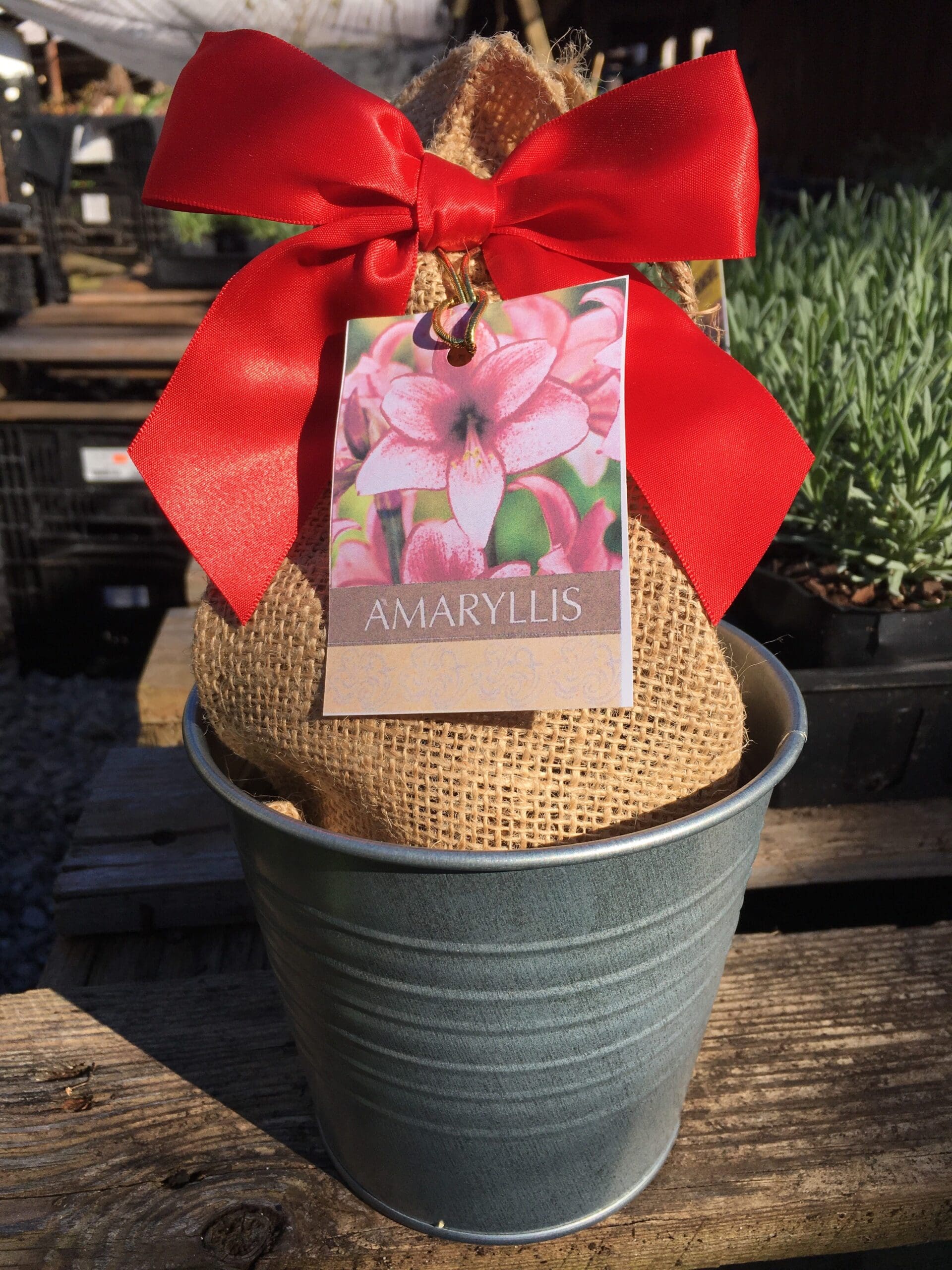 An amaryllis grow kit from our online plant nursery, an online nursery for amaryllis grow kits, tulip bulb mix, citronella plants, fast growing trees, paperwhite bulb mix, pink muhly grass and more!