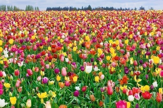 Tulip Landscape Mix Bulbs, find tulip bulb mix at our online nursery, tulip bulbs for sale, buy flower bulbs online at Daylily Nursery, today!
