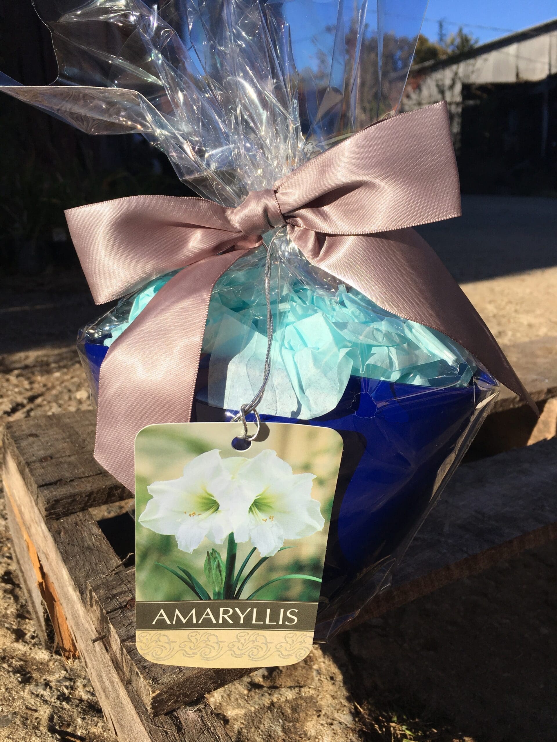 Amaryllis grow kit from our online nursery, an online plant nursery for amaryllis grow kits, citronella plants, tulip bulb mix, paperwhite bulb mix, fast growing trees and more!