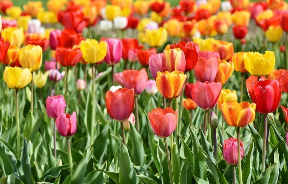 Tequila Sunrise Tulip Mix Bulbs, find tulip bulb mix at our online nursery, tulip bulbs for sale, buy flower bulbs online at Daylily Nursery, today!