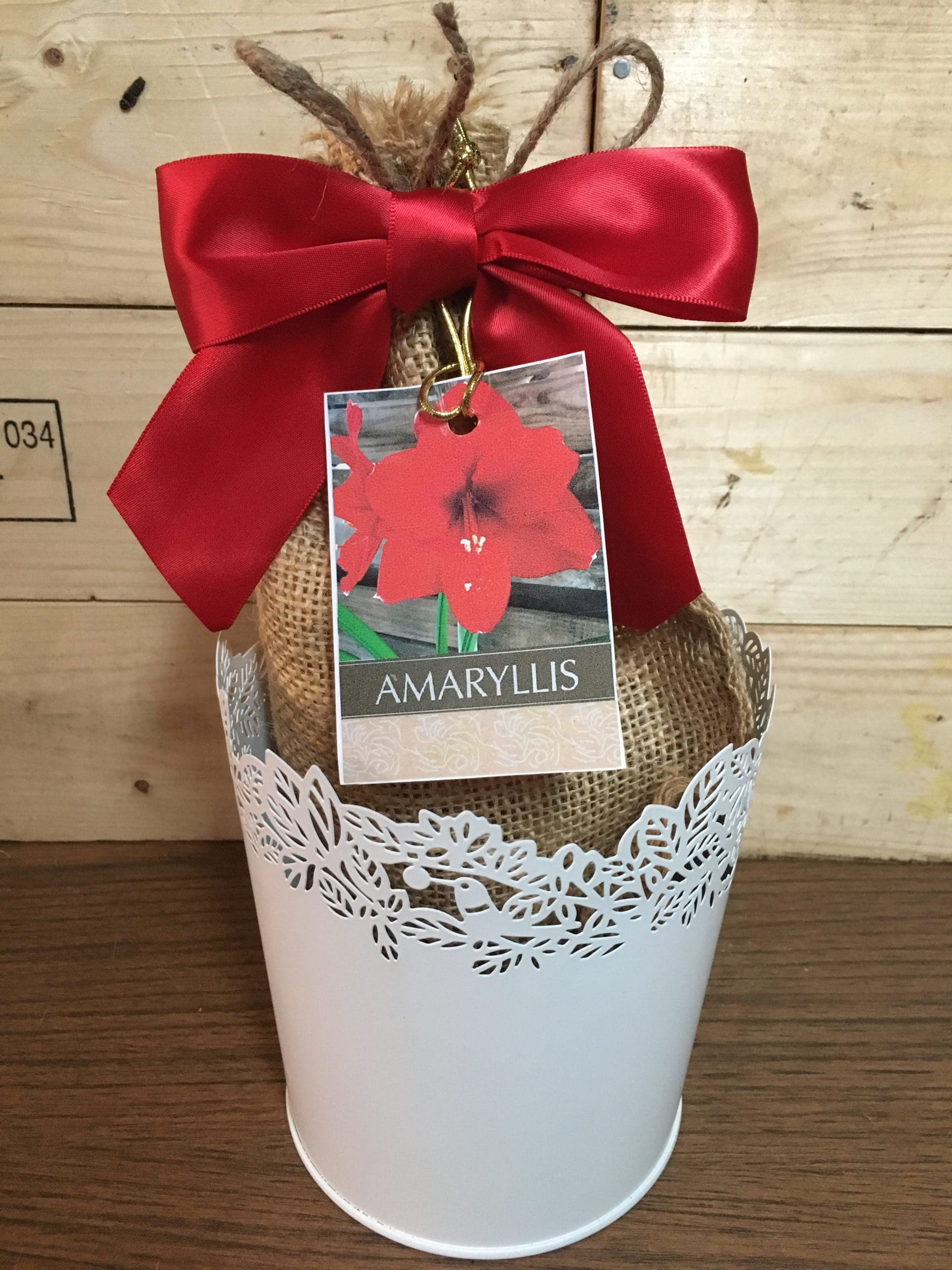 Amaryllis grow kit from our online nursery, an online plant nursery for amaryllis grow kits, tulip bulb mix, paperwhite bulb mix, fast growing trees and much more!