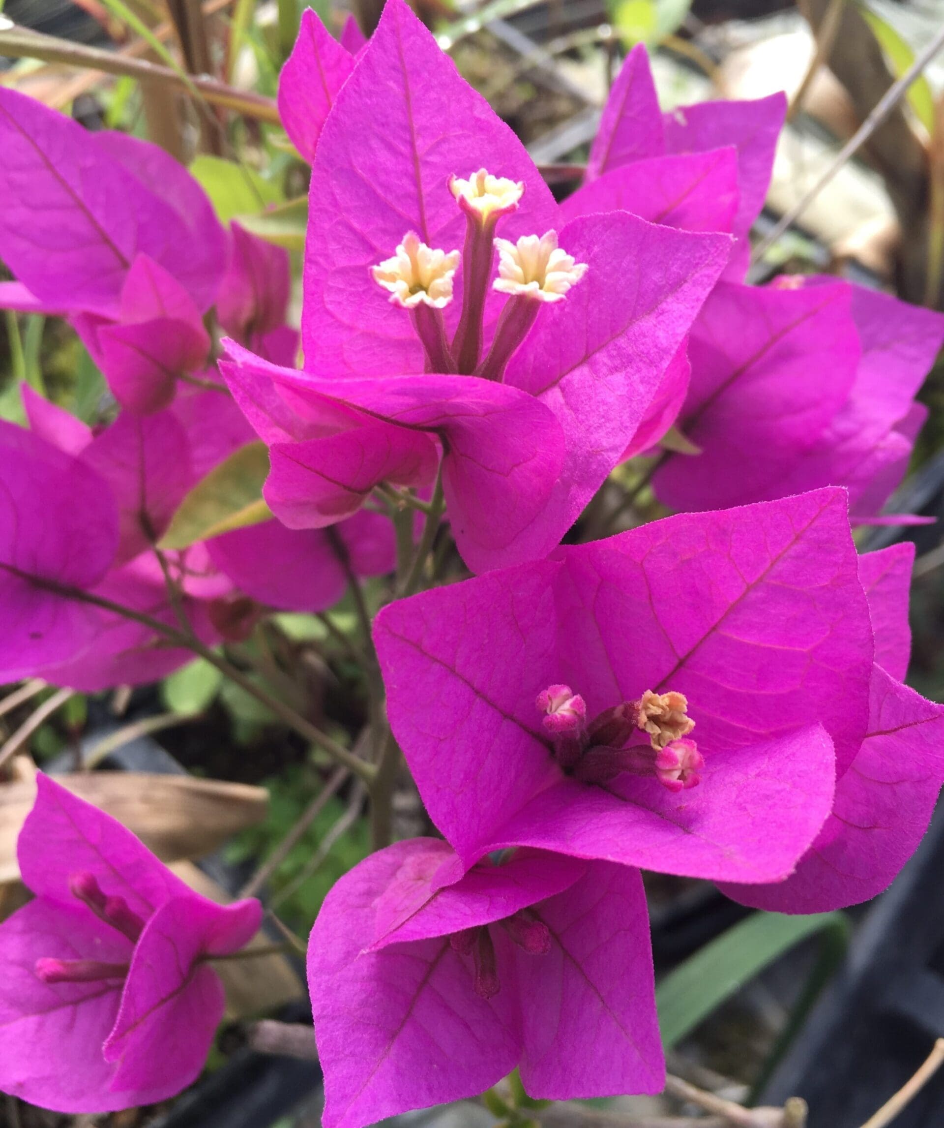 30 Pcs Color Purple Bougainvillea plant Perennial Flower plant Colorful  REF B3 
