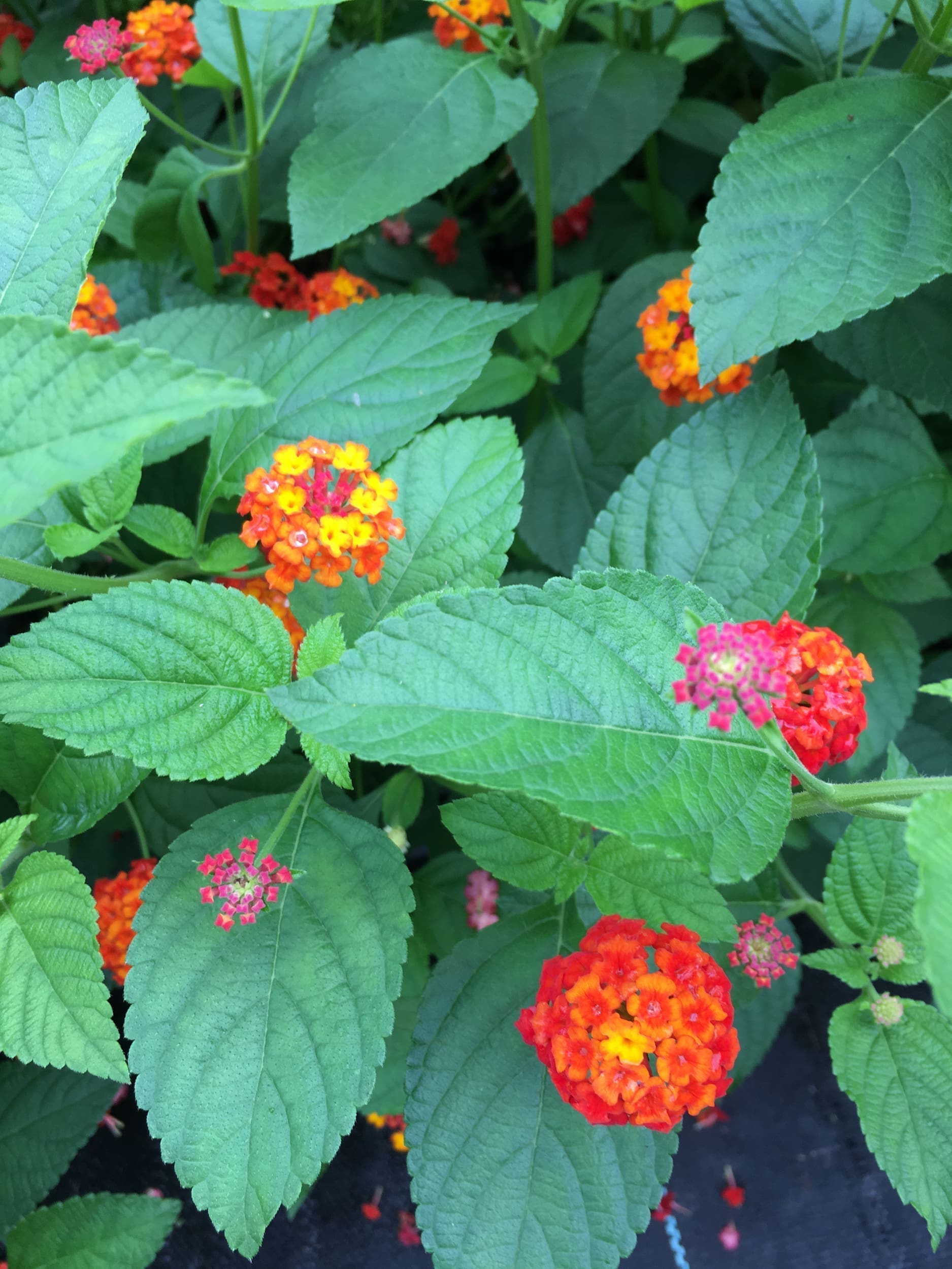 Confetti Lantana Camara Flowers Two 2 Live Plants-Natural Mosquito  Repellant Garden -Attract Hummingbirds & Butterflies -Each in 4 inch Pots -  Daylily Nursery