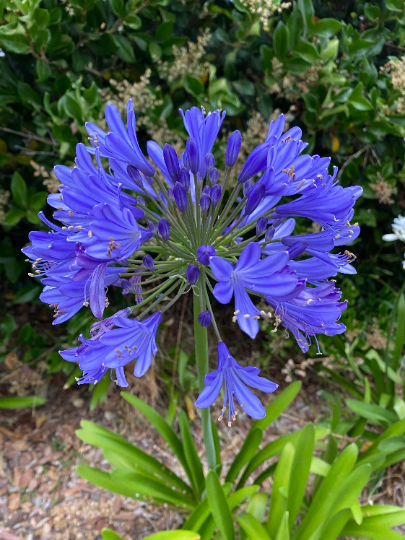 3 Bareroot Blue Agapanthus/ Lily of the Nile - Daylily Nursery